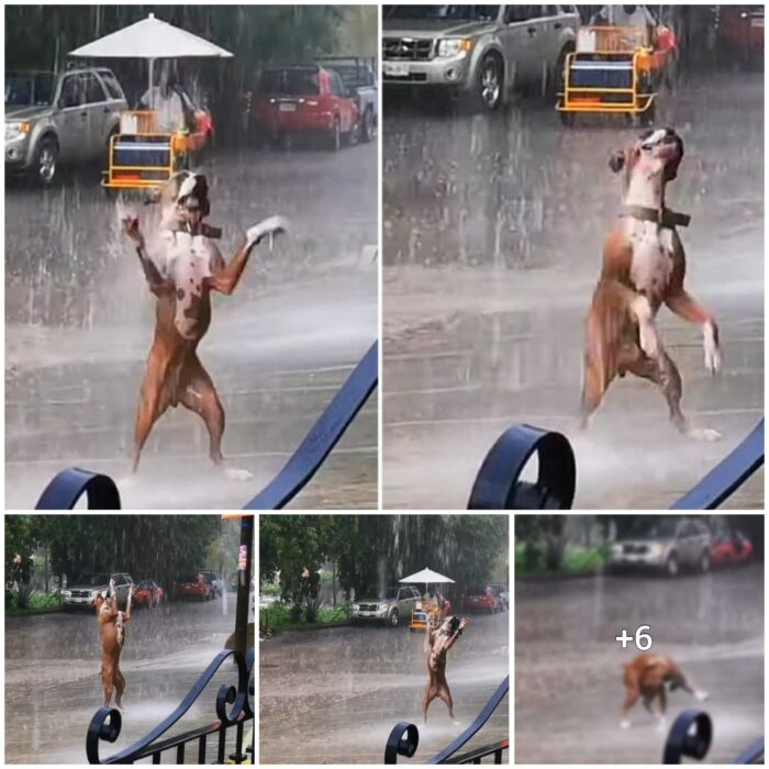 Pawsitively Adorable: A Collection of Canine Capers in the Rain that Will Melt Your Heart